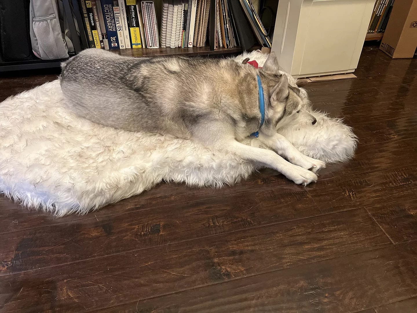 Customer photo review of Faux Fur Orthopedic Pup Rug - Curve White with Brown Accents