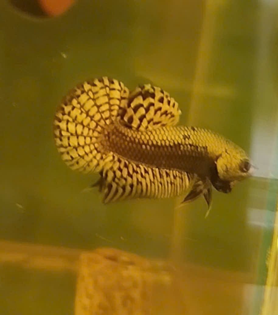 Customer photo review of Wild Alien Copper Male Betta Fish