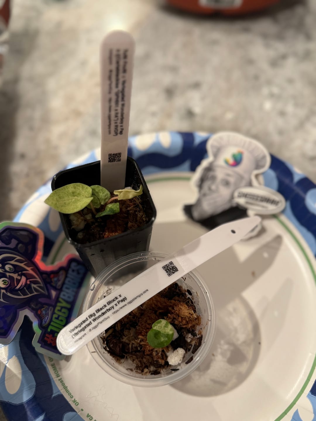 Customer photo review of Variegated Tutti Frutti - (Confirmed Var Release)