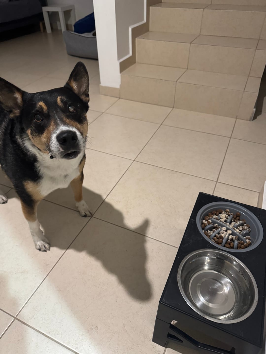 Customer photo review of Happy Flex I  Anti Inflamatorio Para Perros y Gatos. Suplemento para articulaciones, huesos y cadera