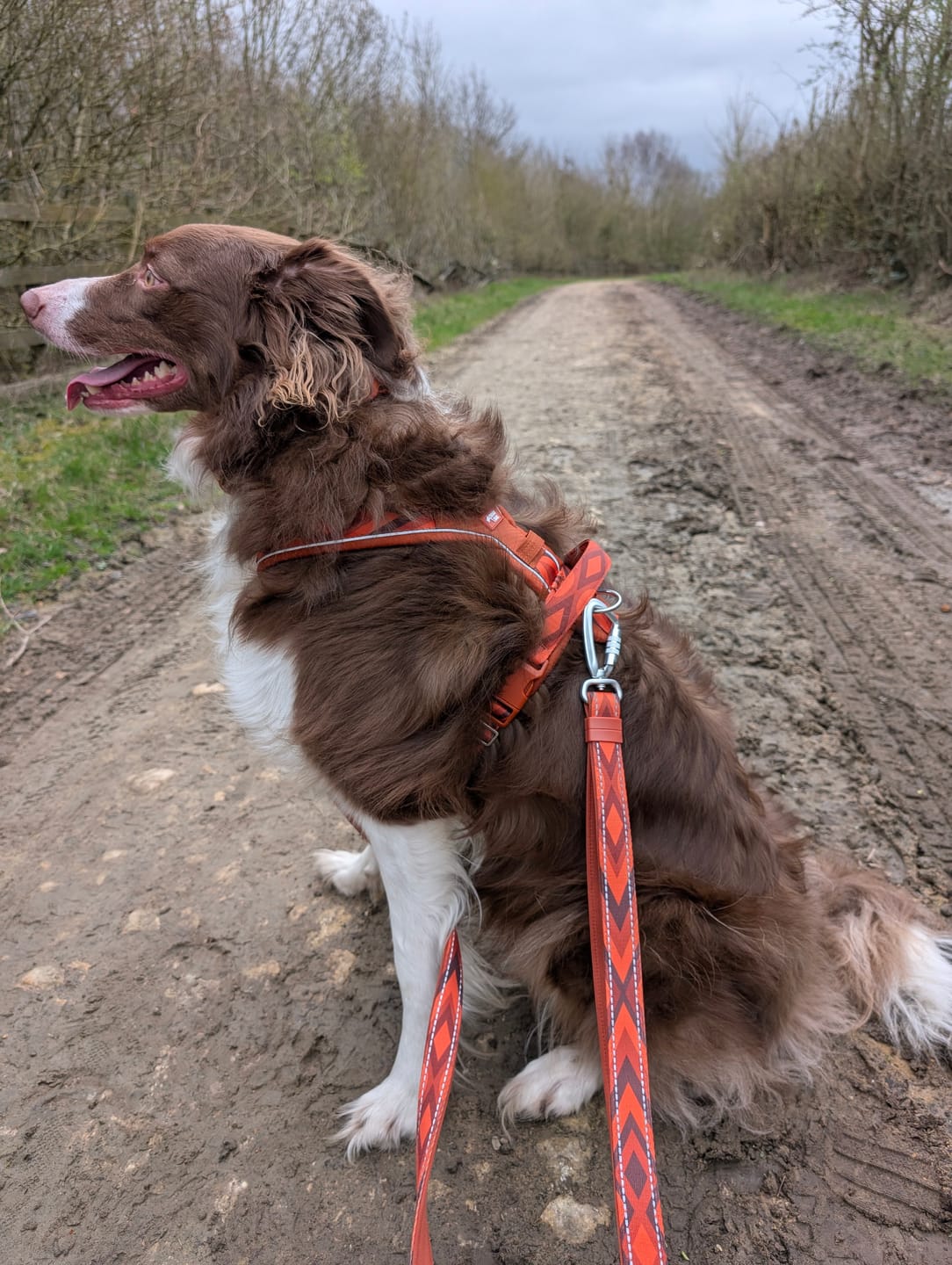 Customer photo review of Apex® Harness