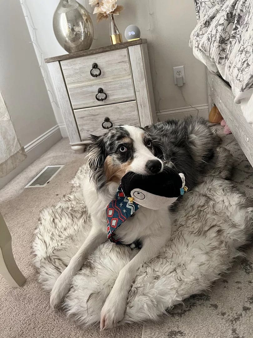 Customer photo review of Faux Fur Orthopedic Pup Rug - Curve White with Brown Accents