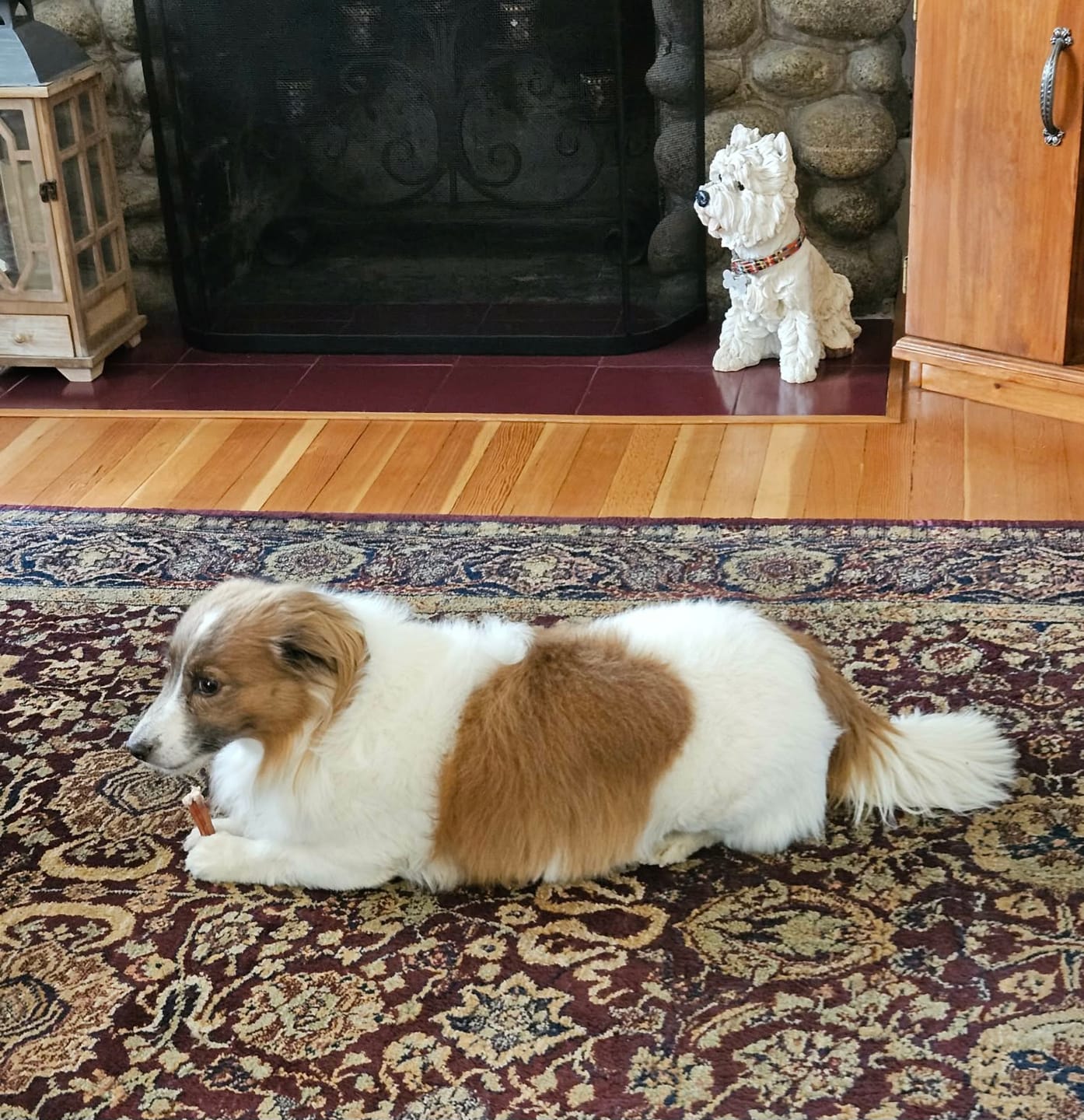 Customer photo review of Puppy Love Beef Chew 11in