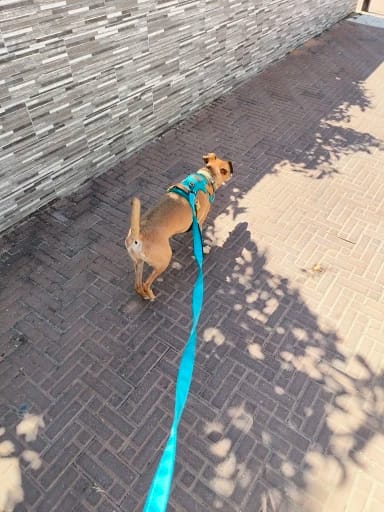 Customer photo review of Double Handle Heavy Duty Nylon Dog Leash For Dogs