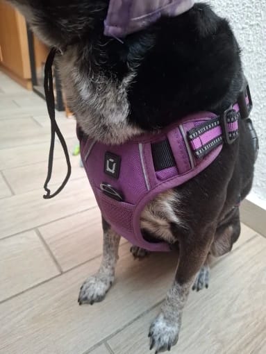 Customer photo review of TruePet Anti-Zug Hundegeschirr | No-Pull mit Front-D-Ring (Zinklegierung) | Air-Mesh Gepolstert | Reflektierend | 9 Farben | S-XL