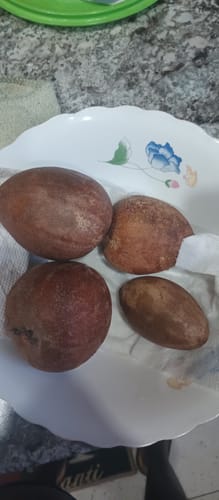 Customer photo review of Sapodilla (Nispero/Naseberry)