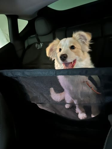 Customer photo review of Dogo Waterproof Car Pet Seat Cover Custom Hand Stitched