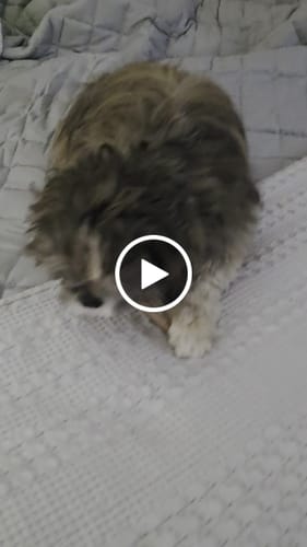 Customer video review of 6" Thin Bully Sticks