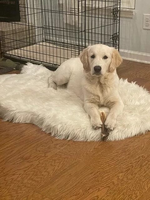 Customer photo review of Faux Fur Orthopedic Pup Rug - Curve White with Brown Accents