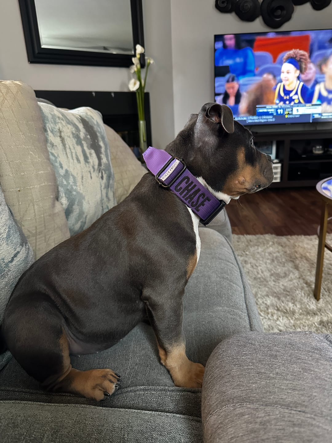 Customer photo review of Purple Bully Proof Collar