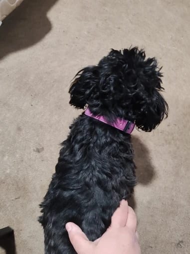 Customer photo review of Custom Leather Dog Collar Leash for Small Medium Large Dogs