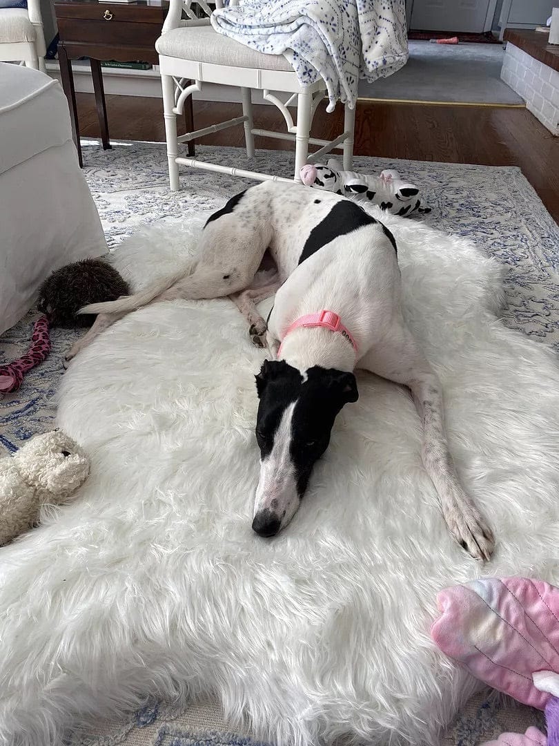 Customer photo review of Faux Fur Orthopedic PupRug - Curve Sable Tan