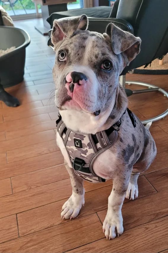 Customer photo review of TruePet Anti-Zug Hundegeschirr | No-Pull mit Front-D-Ring (Zinklegierung) | Air-Mesh Gepolstert | Reflektierend | 9 Farben | S-XL