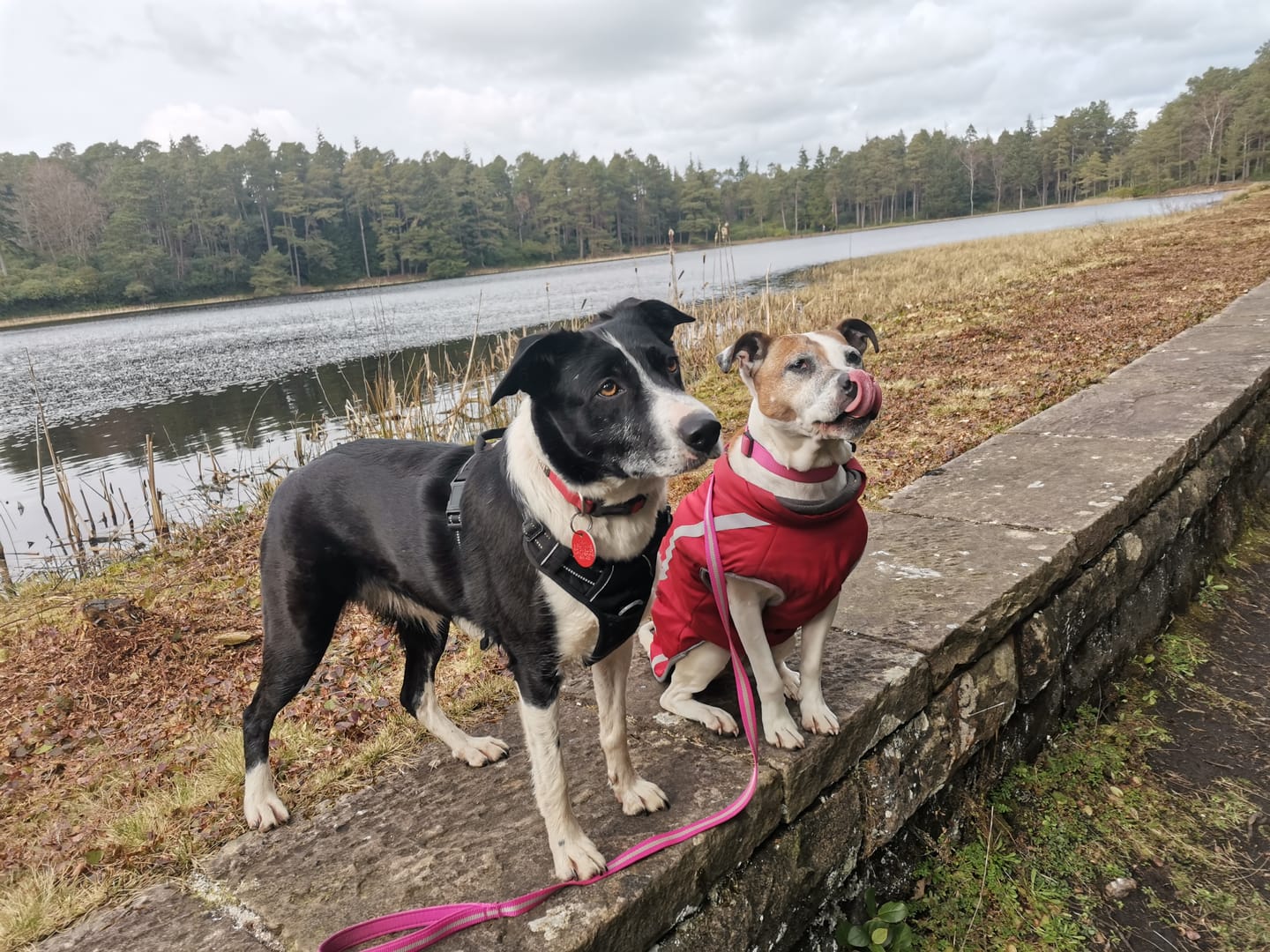 Customer photo review of Calming Treats