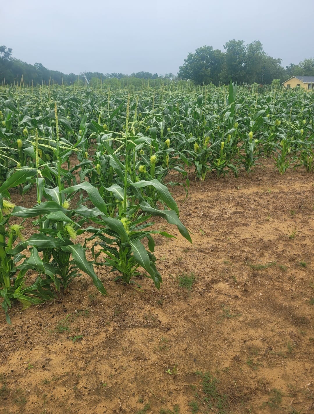 Customer photo review of Revision Attribute II Sweet Corn (Roundup Ready)