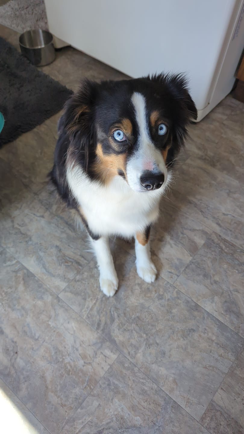 Customer photo review of Pet-Crumbles