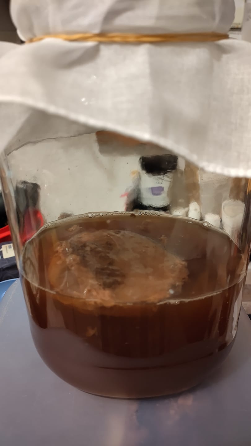 Customer photo review of BIO Kombucha Starter-Set