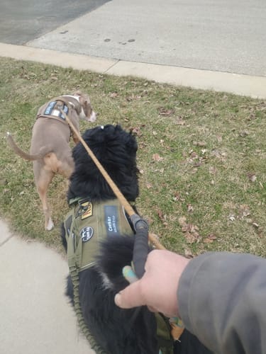 Customer walking two dogs, one black and one brown, both wearing the Team K9 Tactical Dog Harness.