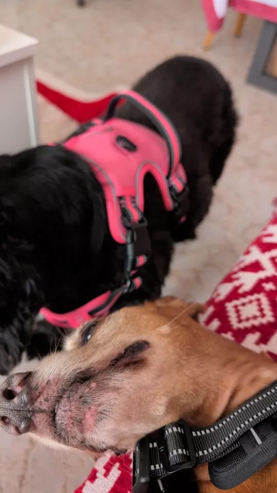 Customer photo review of TruePet Anti-Zug Hundegeschirr | No-Pull mit Front-D-Ring (Zinklegierung) | Air-Mesh Gepolstert | Reflektierend | 9 Farben | S-XL