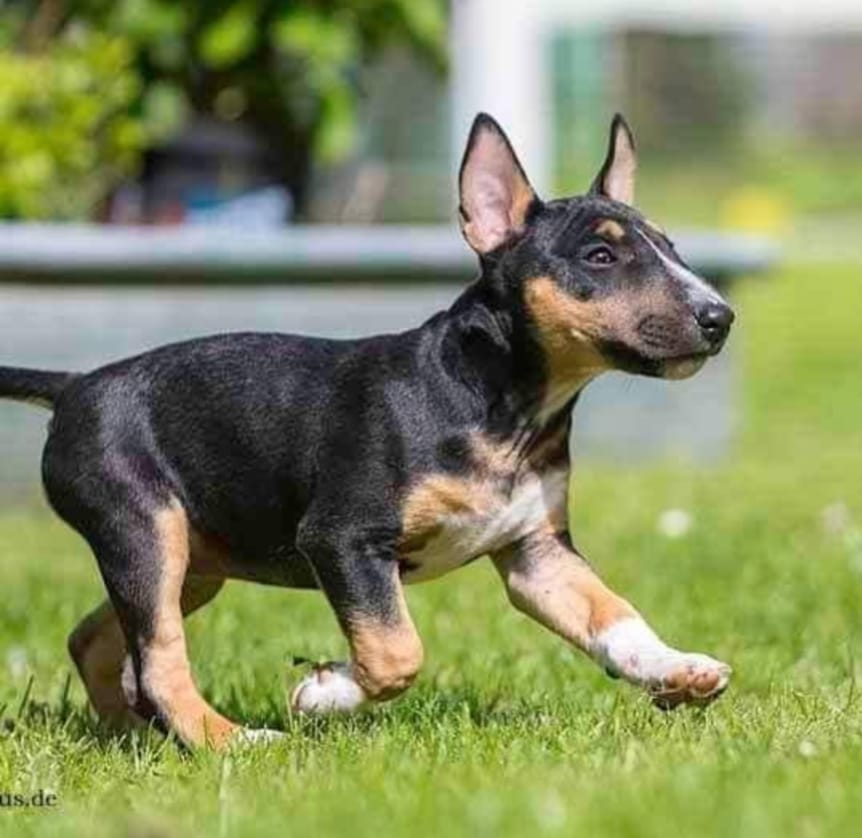 Customer photo review of Wurmtest Basic Hund