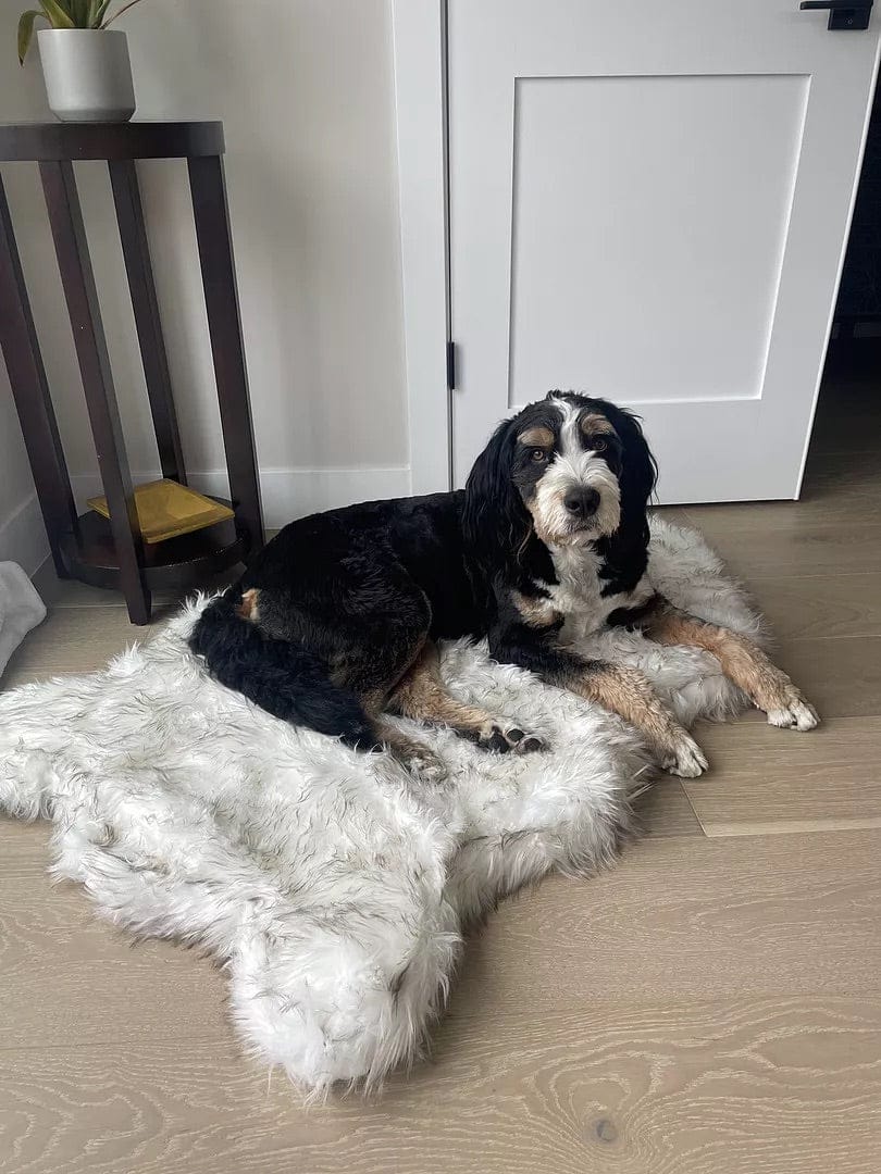 Customer photo review of Faux Fur Orthopedic Pup Rug - Curve White with Brown Accents