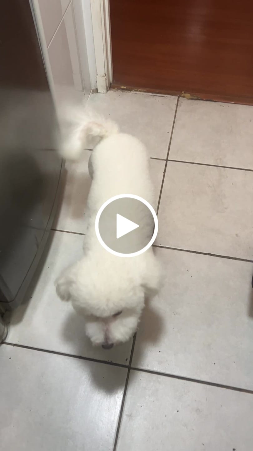 Customer video review of PetFamily Foods Razas Pequeñas