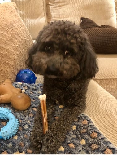 Customer's dark curly-haired dog sitting on a couch, holding a 6 Inch Standard Bully Stick between its paws.
