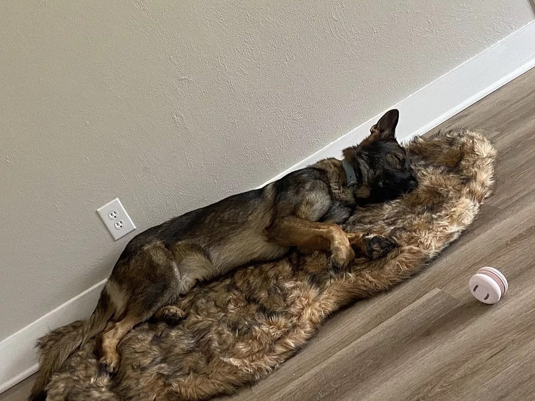 Customer photo review of Faux Fur Orthopedic PupRug - Curve Sable Tan