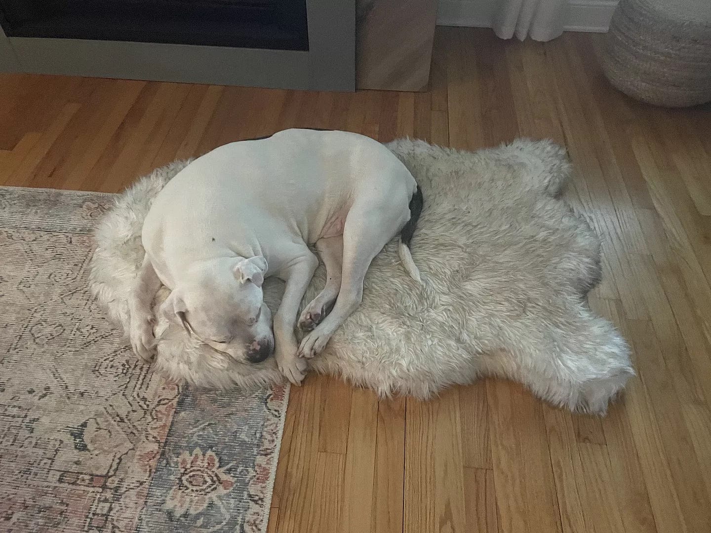 Customer photo review of Faux Fur Orthopedic Pup Rug - Curve White with Brown Accents