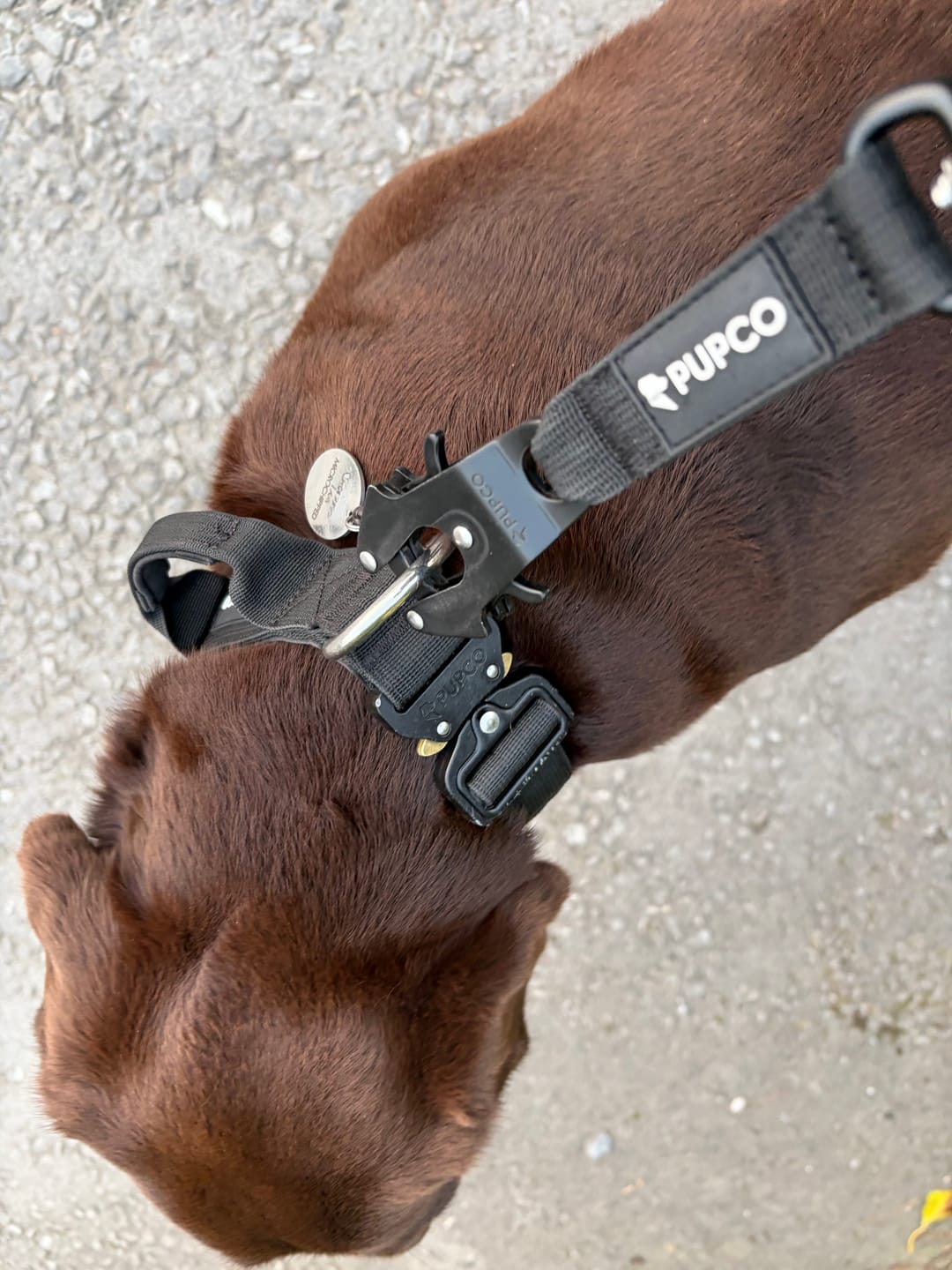 Customer photo review of Performance collar with handle 4CM - Black