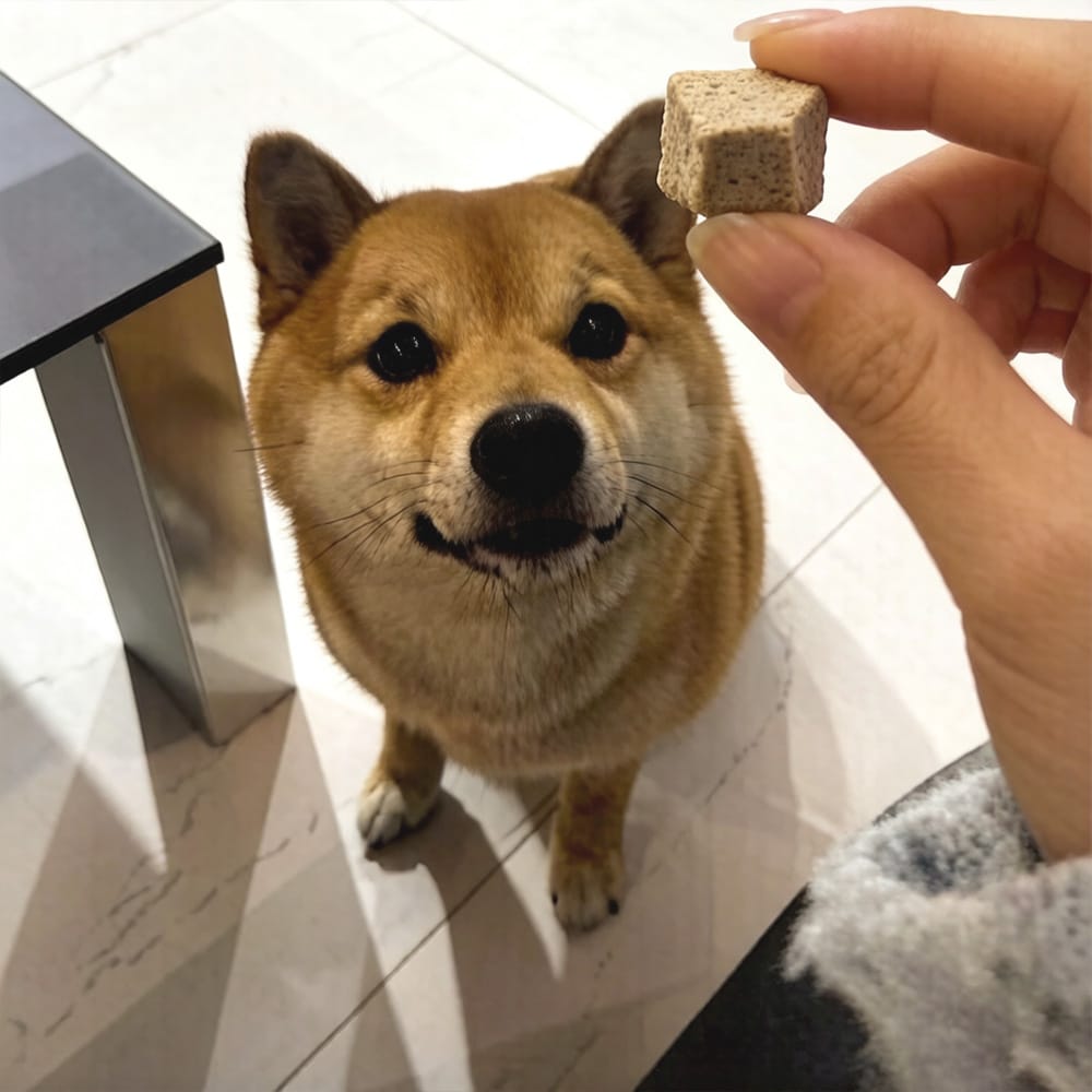 Customer photo review of Freeze-Dried Pure Beef Liver Bites