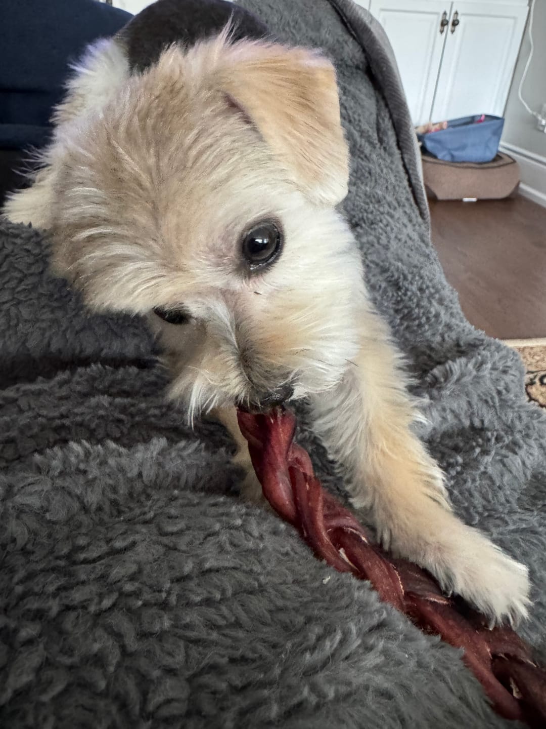 Customer photo review of 6 Inch Standard Braided Bully Stick
