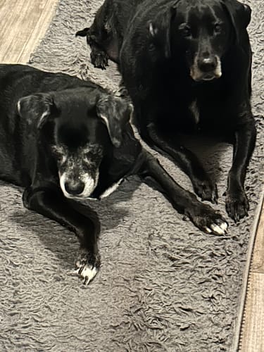 Reviewer's older black dog with a gray muzzle, resting on a rug with another dog after taking the product.