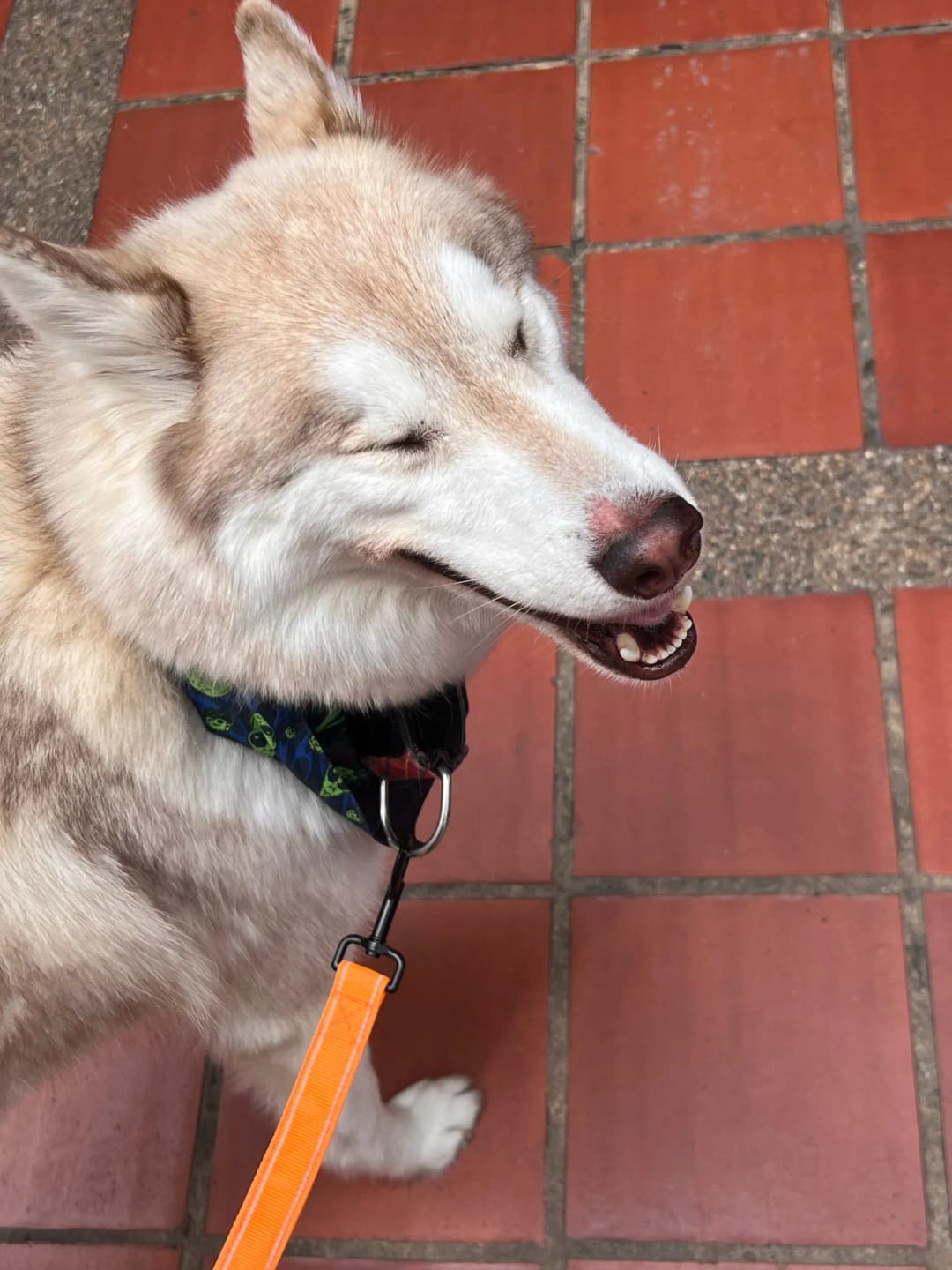 Customer photo review of Double Handle Heavy Duty Nylon Dog Leash For Dogs