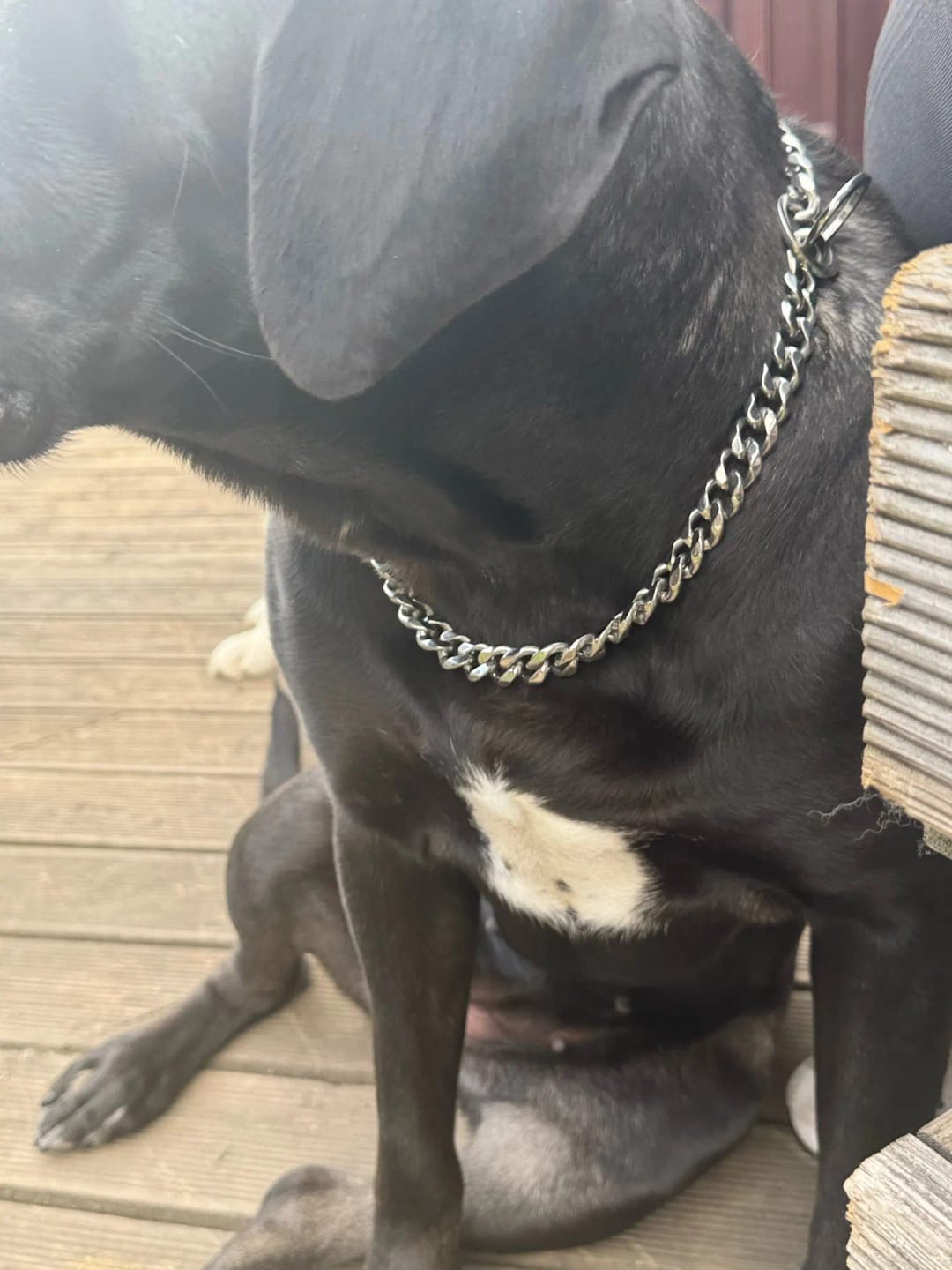Customer photo review of Stainless Steel Dog Chain Collar Cuban Link Training Slip Chain