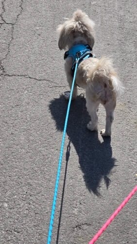 Customer photo review of TruePet Anti-Zug Hundegeschirr | No-Pull mit Front-D-Ring (Zinklegierung) | Air-Mesh Gepolstert | Reflektierend | 9 Farben | S-XL
