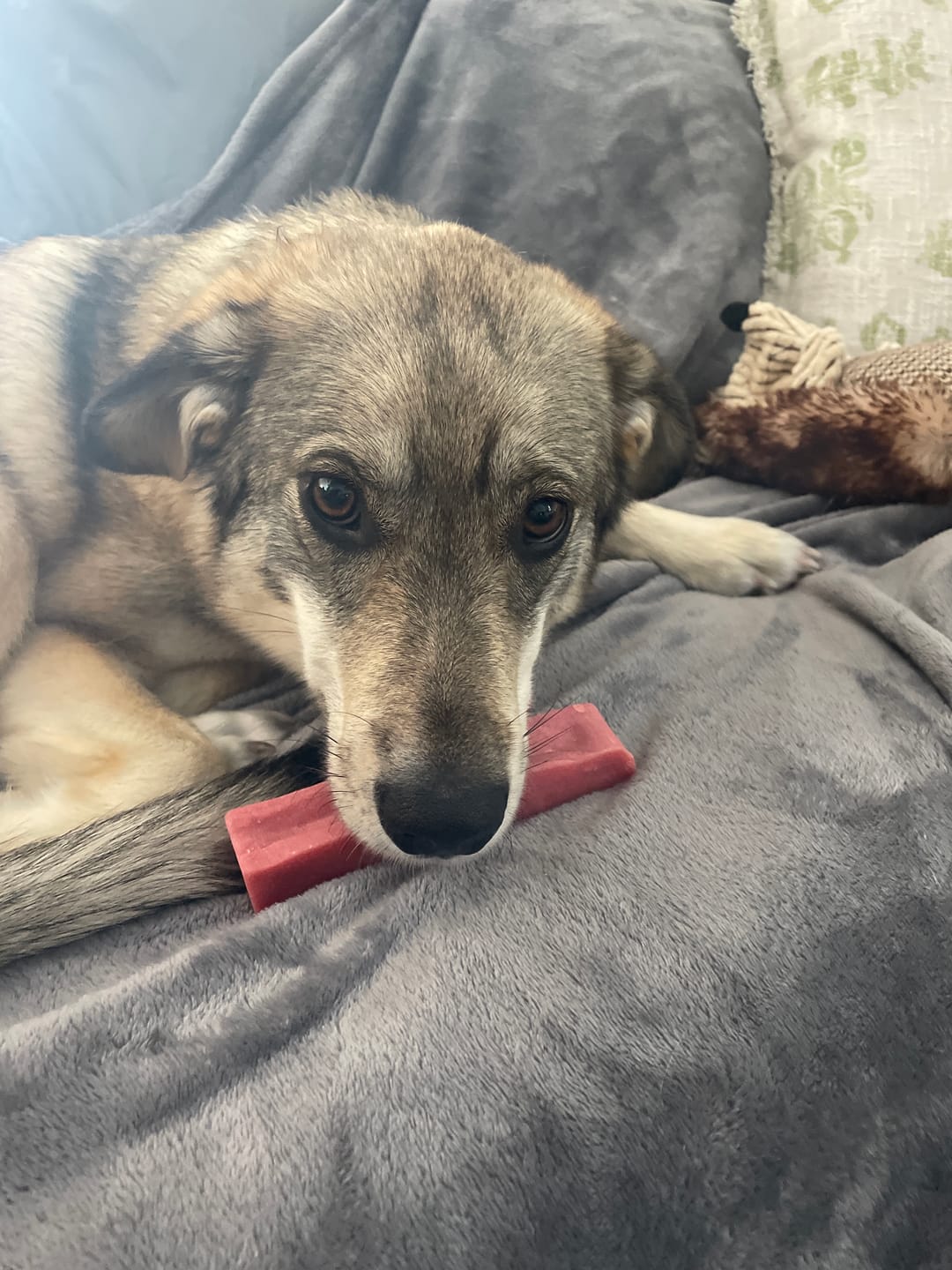 Customer photo review of Himalayan Yak Chew Flavor Pack