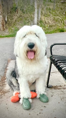 Customer photo review of WagWellies® Mojave