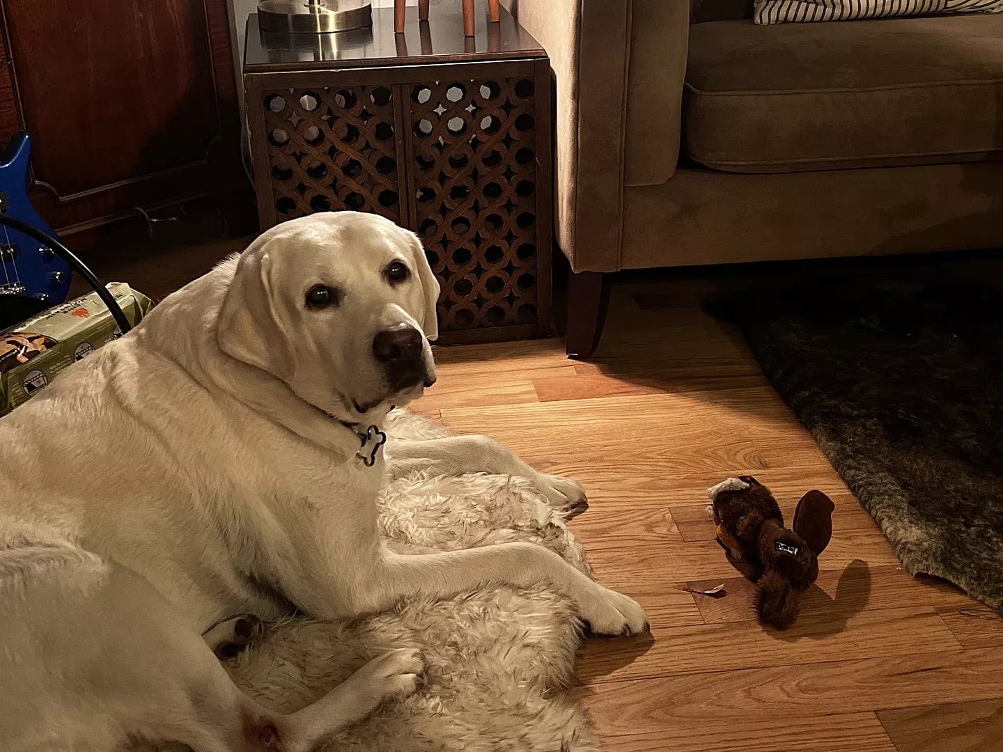 Customer photo review of Faux Fur Orthopedic Pup Rug - Curve White with Brown Accents