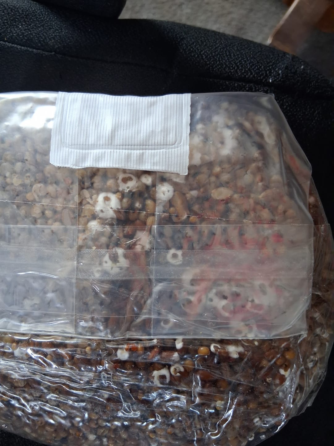 Customer photo review of Multi-Grain Spawn Bag