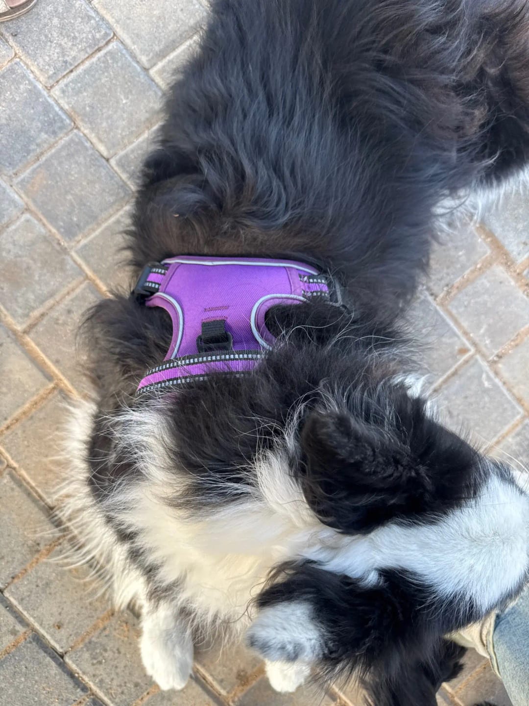 Customer photo review of TruePet Anti-Zug Hundegeschirr | No-Pull mit Front-D-Ring (Zinklegierung) | Air-Mesh Gepolstert | Reflektierend | 9 Farben | S-XL
