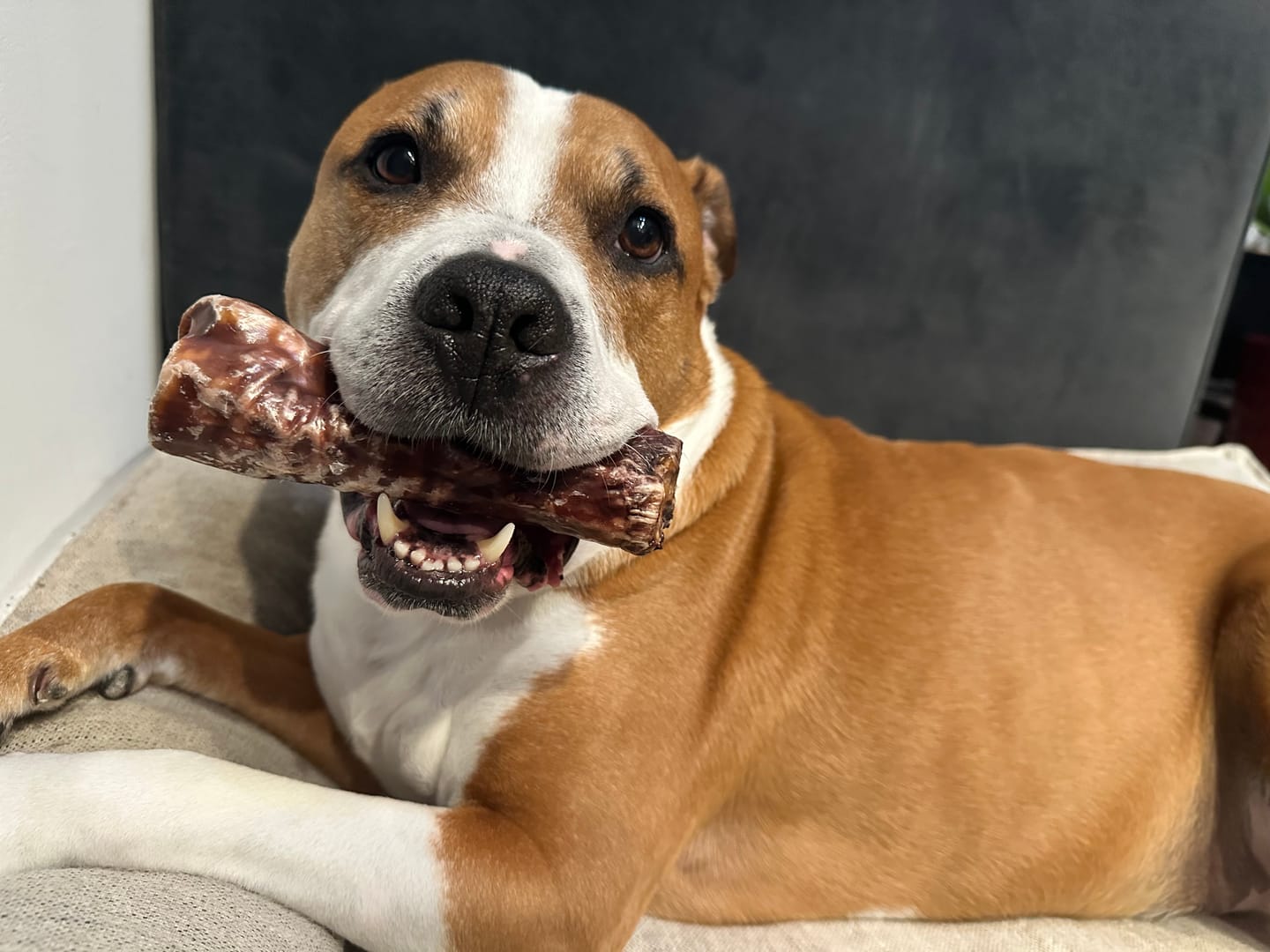 Customer photo review of 6 Inch Trachea Wrapped in Jerky