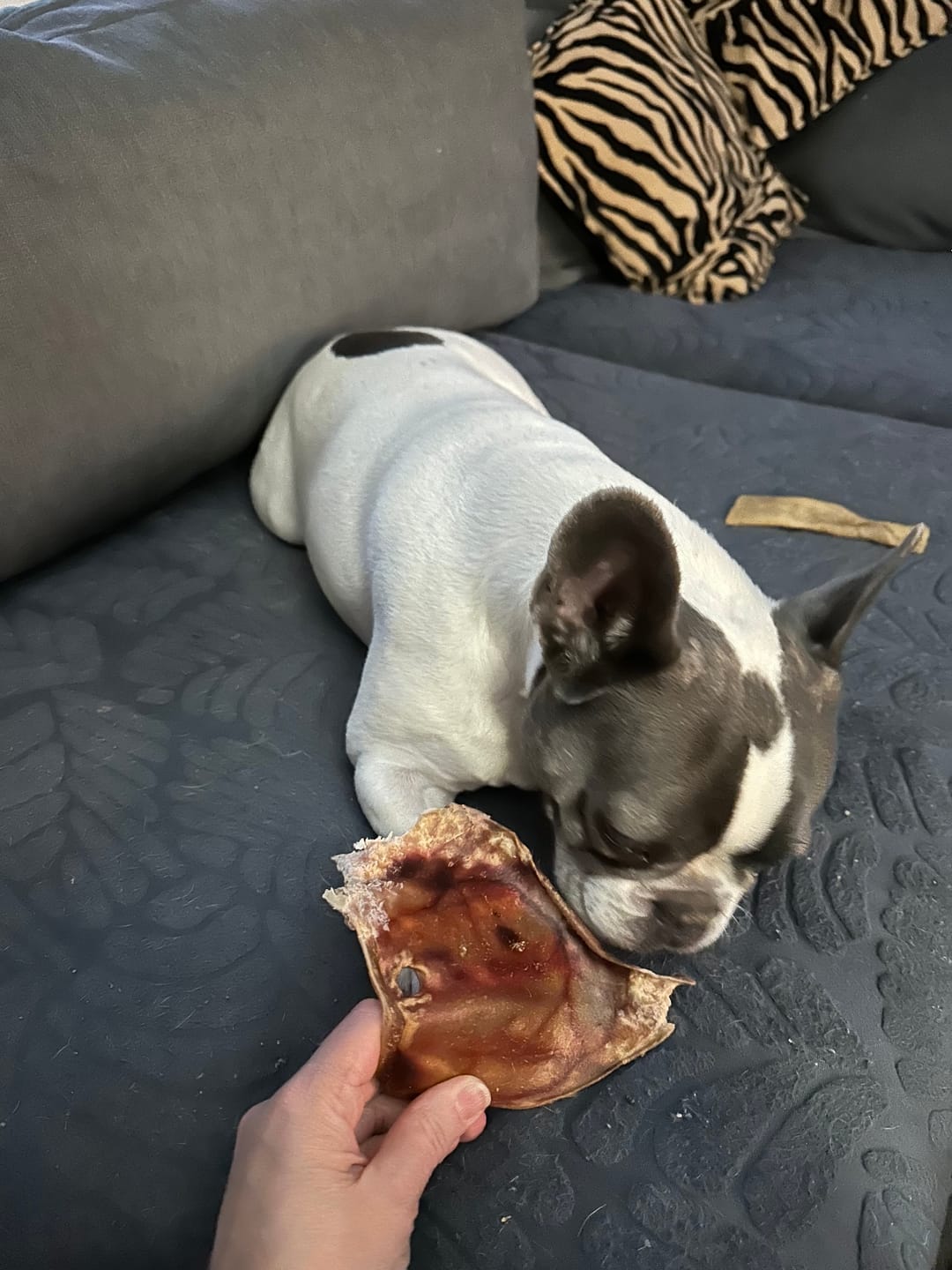 Customer photo review of Pig Ears For dogs