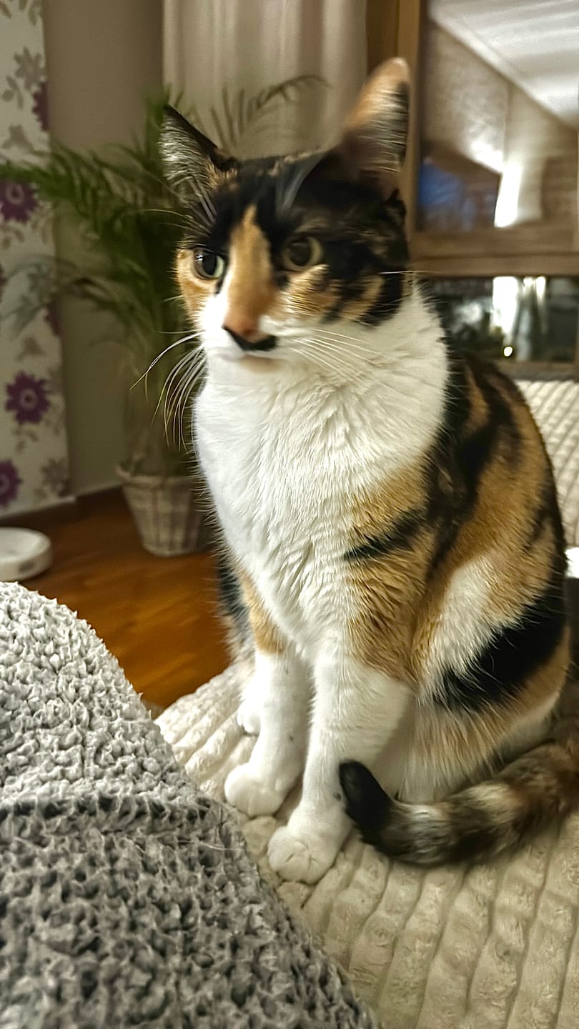 Customer photo review of Grain Free Cat Sterilized