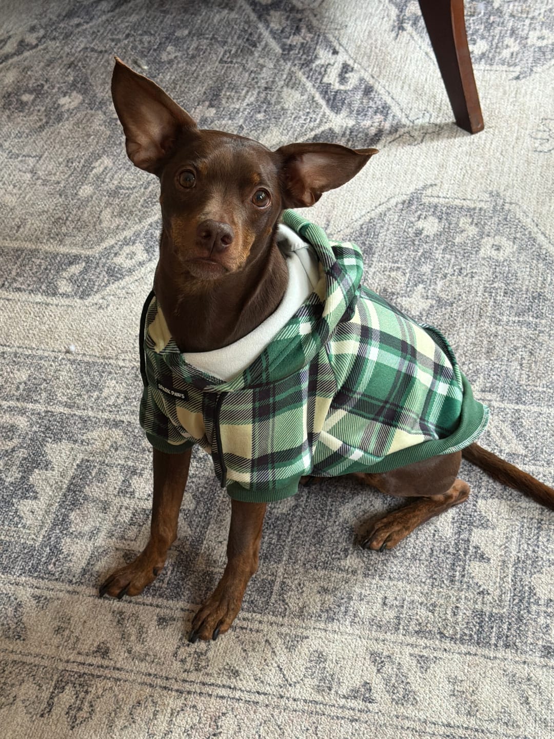 Customer photo review of Green Plaid Dog Hoodie