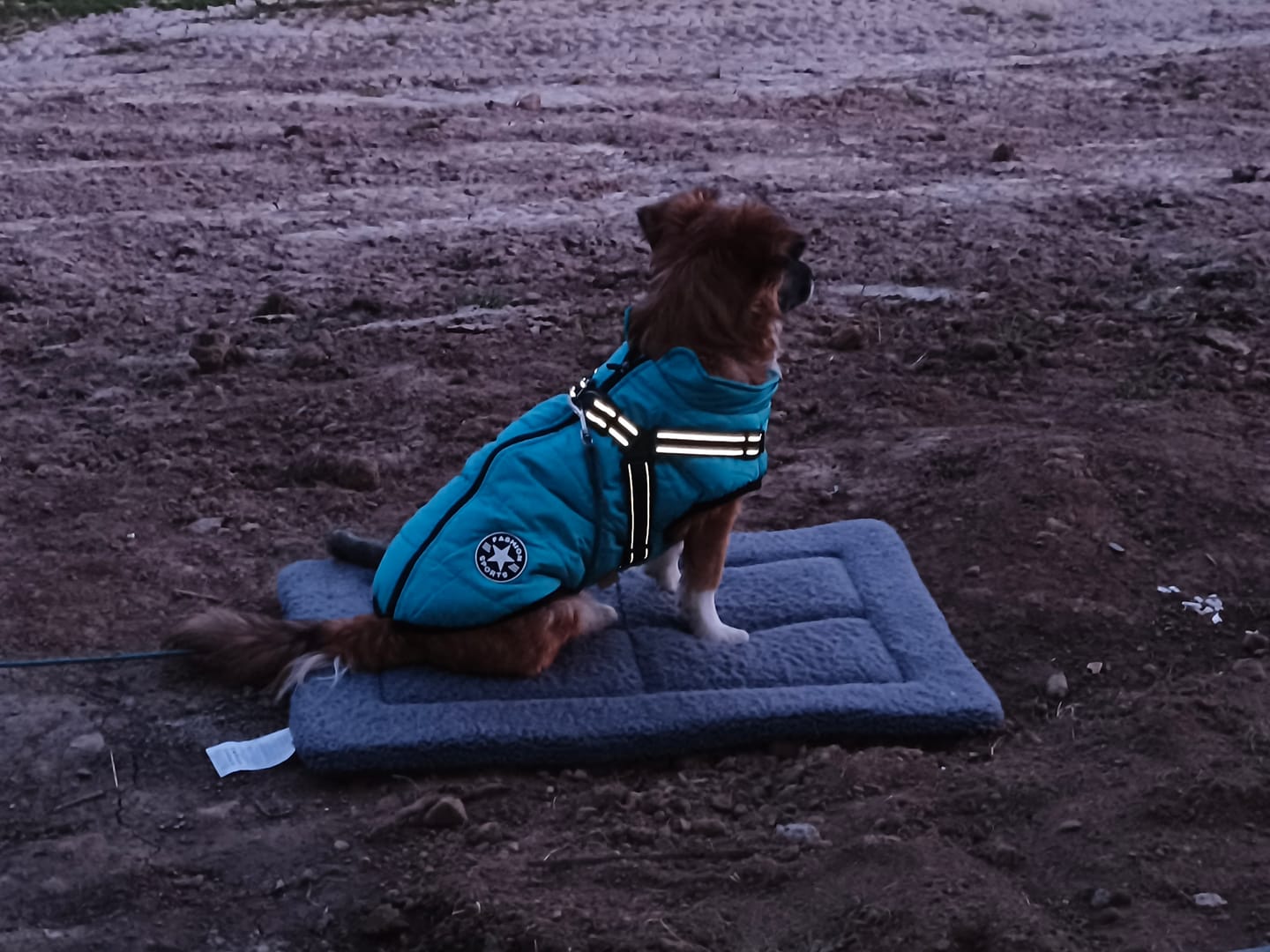Customer photo review of Emmalove - Wasserdichter Hundemantel Extreme