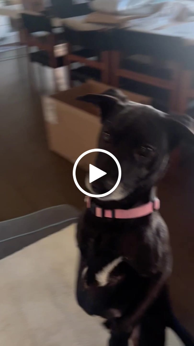 Customer video review of Beef Gullet Jerky Sticks 6"