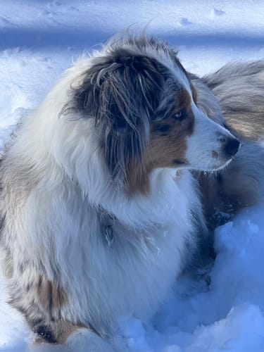 Customer photo review of Mystery Box - Dog PREMIUM ( New inventory )
