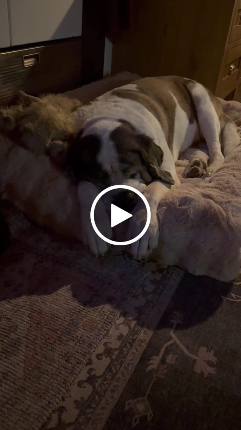 Customer video review of Dune Plush EasyFit Cover