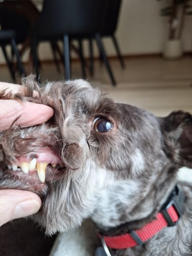 Customer photo review of Fresh Breath, Strong Gums, and Clean Teeth with the DE-01™ Dental Dogbiotic